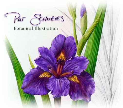 This site contains botanical illustrations.